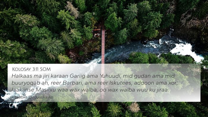 Kolosay 3:11 SOM Bible Verse Image