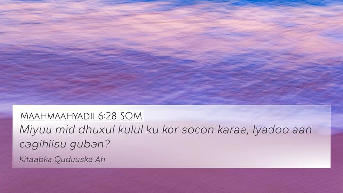Maahmaahyadii 6:28 SOM 4K Wallpaper - Miyuu mid dhuxul kulul ku kor socon karaa, Iyadoo - 4K Wallpaper Bible Verse