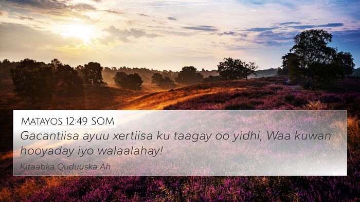 Matayos 12:49 SOM Bible Verse Image