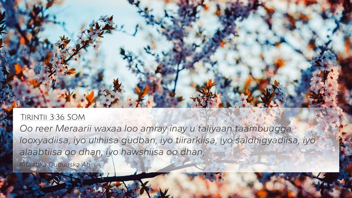 Tirintii 3:36 SOM Bible Verse Image