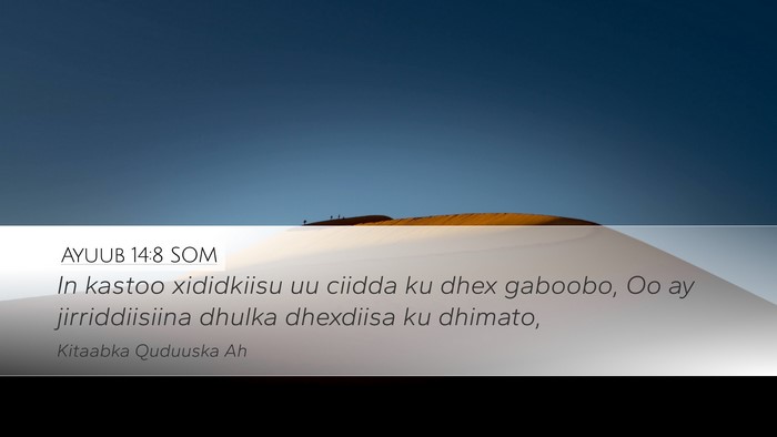 Ayuub 14:8 SOM Desktop Wallpaper - In kastoo xididkiisu uu ciidda ku dhex gaboobo, - Desktop Bible Verse Wallpaper