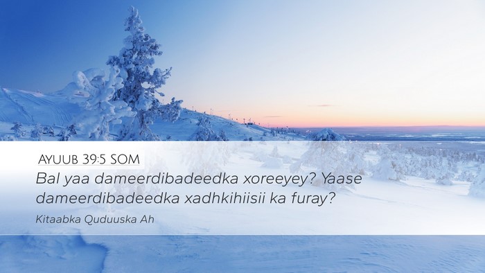 Ayuub 39:5 SOM Bible Verse Image