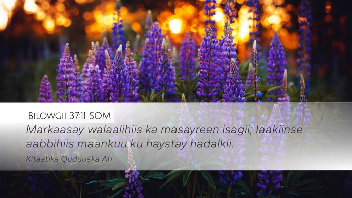 Bilowgii 37:11 SOM Bible Verse Image