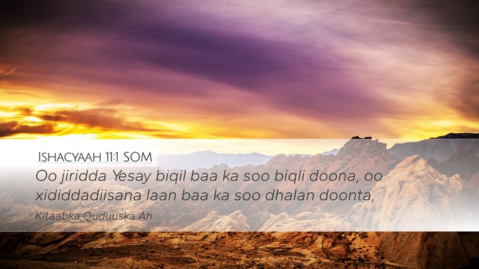 Ishacyaah 11:1 SOM Bible Verse Image