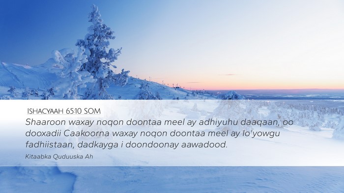 Ishacyaah 65:10 SOM Bible Verse Image