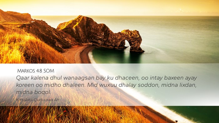 Markos 4:8 SOM Desktop Wallpaper - Qaar kalena dhul wanaagsan bay ku dhaceen, oo - Desktop Bible Verse Wallpaper