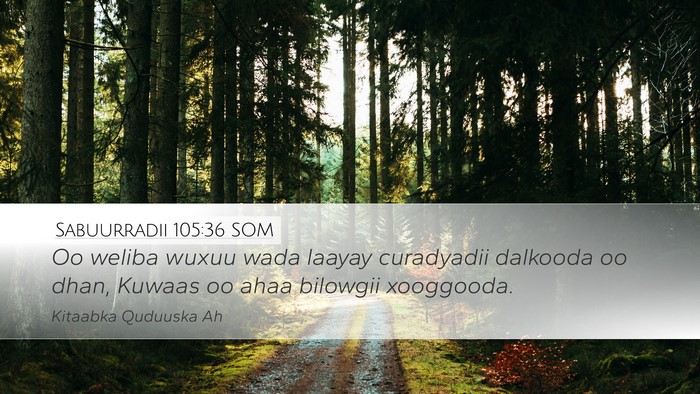 Sabuurradii 105:36 SOM Bible Verse Image
