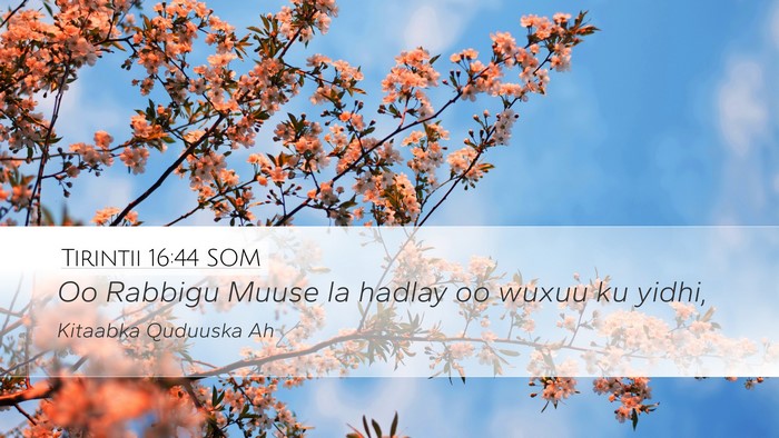 Tirintii 16:44 SOM Desktop Wallpaper - Oo Rabbigu Muuse la hadlay oo wuxuu ku - Desktop Bible Verse Wallpaper