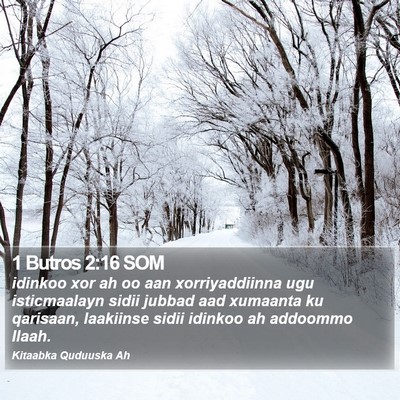 1 Butros 2:16 SOM Bible Verse Image