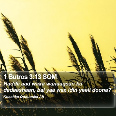 1 Butros 3:13 SOM Bible Verse Image