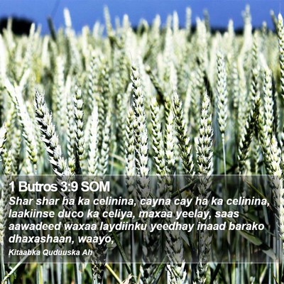 1 Butros 3:9 SOM Bible Verse Image