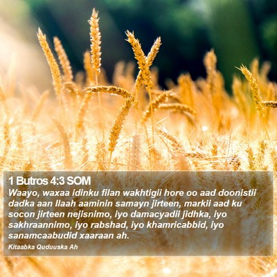 1 Butros 4:3 SOM Bible Verse Image