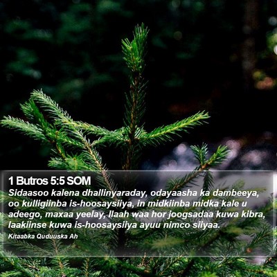 1 Butros 5:5 SOM Bible Verse Image