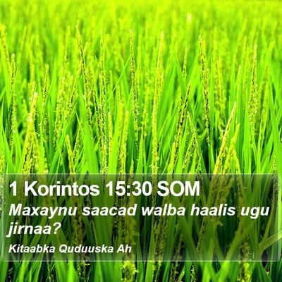 1 Korintos 15:30 SOM Bible Verse Image