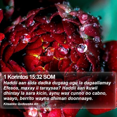 1 Korintos 15:32 SOM Bible Verse Image