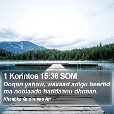 1 Korintos 15:36 SOM Bible Verse Image