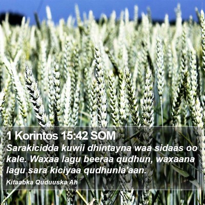 1 Korintos 15:42 SOM Bible Verse Image
