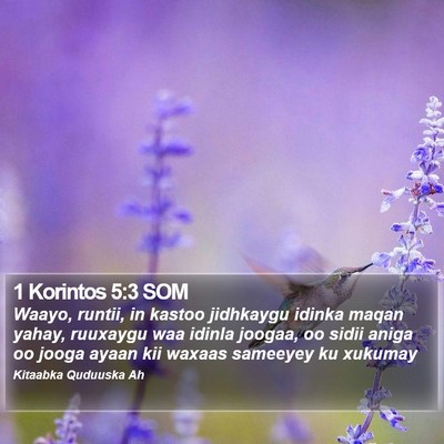 1 Korintos 5:3 SOM Bible Verse Image