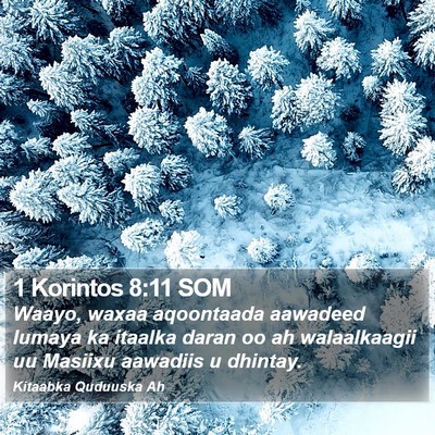 1 Korintos 8:11 SOM Bible Verse Image