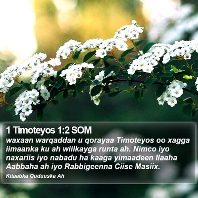 1 Timoteyos 1:2 SOM Bible Verse Image