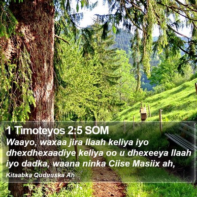 1 Timoteyos 2:5 SOM Bible Verse Image