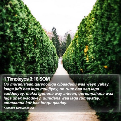 1 Timoteyos 3:16 SOM Bible Verse Image