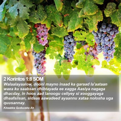 2 Korintos 1:8 SOM Bible Verse Image