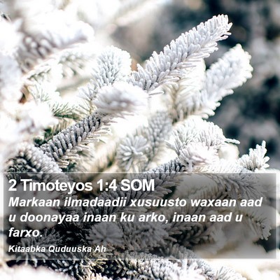 2 Timoteyos 1:4 SOM Bible Verse Image