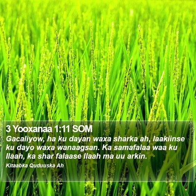 3 Yooxanaa 1:11 SOM Bible Verse Image