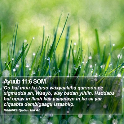 Ayuub 11:6 SOM Bible Verse Image