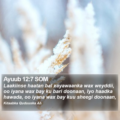 Ayuub 12:7 SOM Bible Verse Image