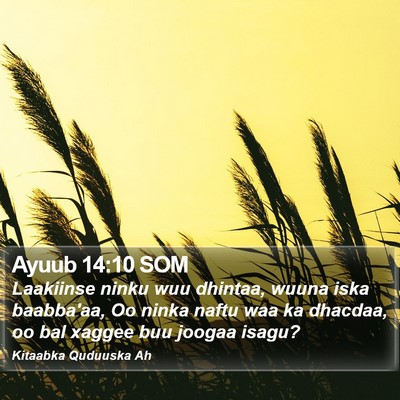 Ayuub 14:10 SOM Bible Verse Image