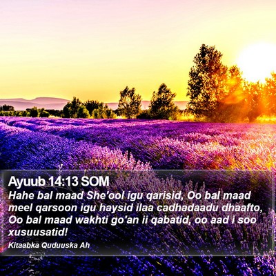 Ayuub 14:13 SOM Bible Verse Image