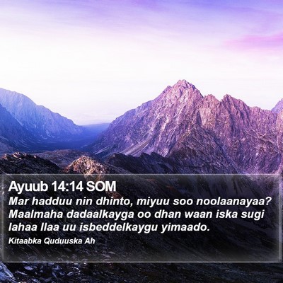 Ayuub 14:14 SOM Bible Verse Image