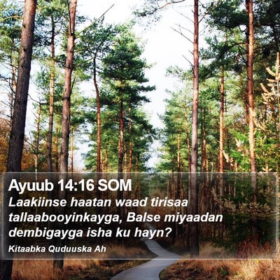 Ayuub 14:16 SOM Bible Verse Image