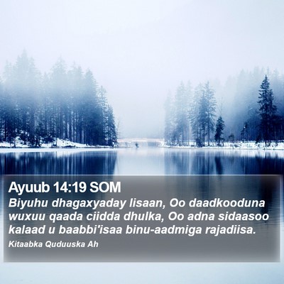 Ayuub 14:19 SOM Bible Verse Image
