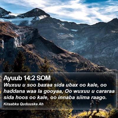Ayuub 14:2 SOM Bible Verse Image
