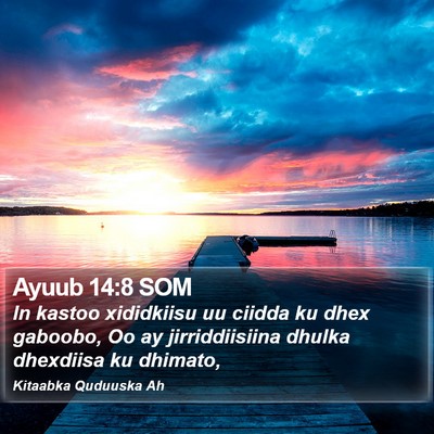 Ayuub 14:8 SOM Bible Verse Image