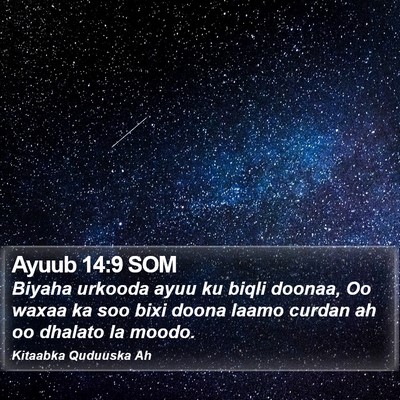 Ayuub 14:9 SOM Bible Verse Image