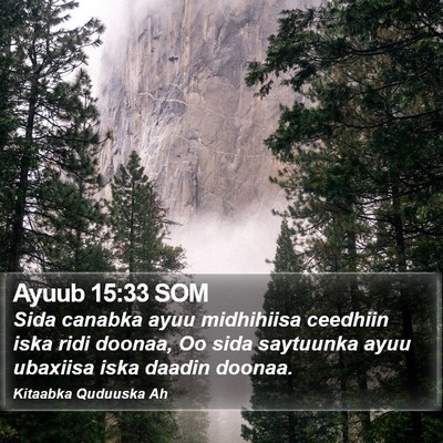 Ayuub 15:33 SOM Bible Verse Image