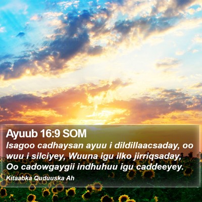 Ayuub 16:9 SOM Bible Verse Image