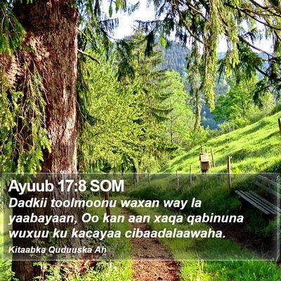Ayuub 17:8 SOM Bible Verse Image