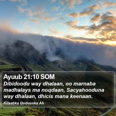 Ayuub 21:10 SOM Bible Verse Image