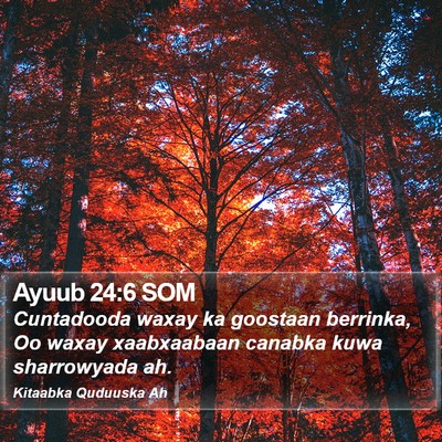 Ayuub 24:6 SOM Bible Verse Image