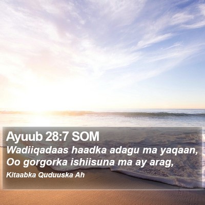 Ayuub 28:7 SOM Bible Verse Image