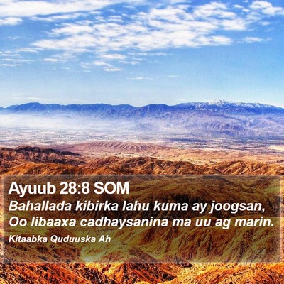 Ayuub 28:8 SOM Bible Verse Image