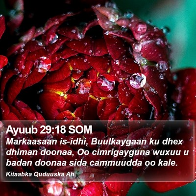 Ayuub 29:18 SOM Bible Verse Image