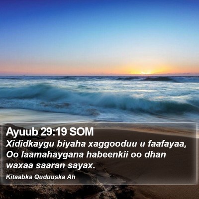 Ayuub 29:19 SOM Bible Verse Image
