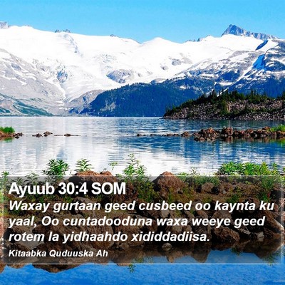 Ayuub 30:4 SOM Bible Verse Image