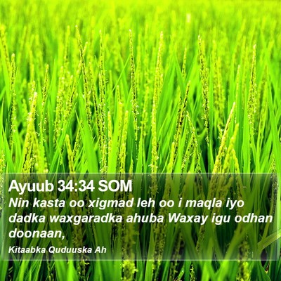 Ayuub 34:34 SOM Bible Verse Image